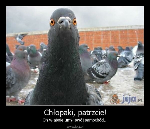 Światowy Dzień Gołębia - najlepsze memy.
