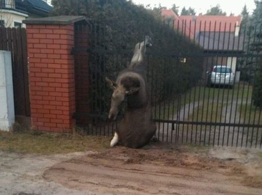 Przestraszone zwierzę po kilku minutach zdołało samo się...