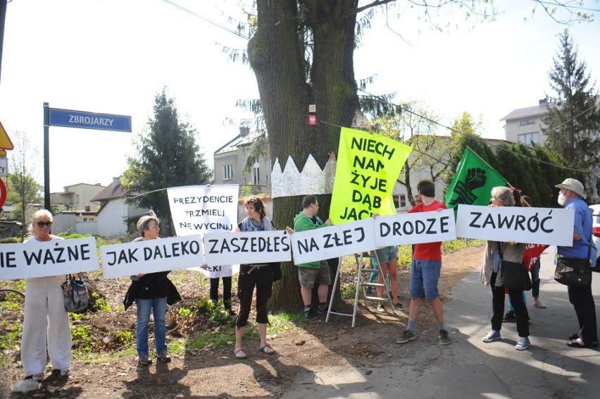 Kraków. Mieszkańcy chcą ochrony wielkiego dębu. Nazwali go Jacek. Ale i tak czeka go wycinka