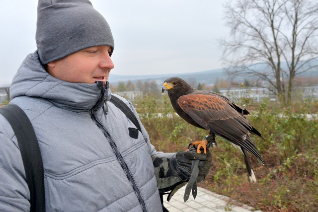 Grzegorz Laskowski, sokolnik i jastrząb harrisa o imieniu Harry odstraszają gawrony w Ogrodzie Botanicznym.