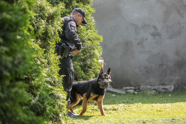 Psy policyjne często są wykorzystywane do poszukiwań zaginionych