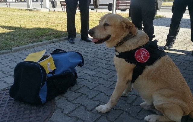 Pies Graffi – wyszkolony do poszukiwania narkotyków – wskazał na jeden z bagaży podróżujących osób. W nim funkcjonariusze ujawnili dwa foliowe pakunki, a w nich biały proszek.
