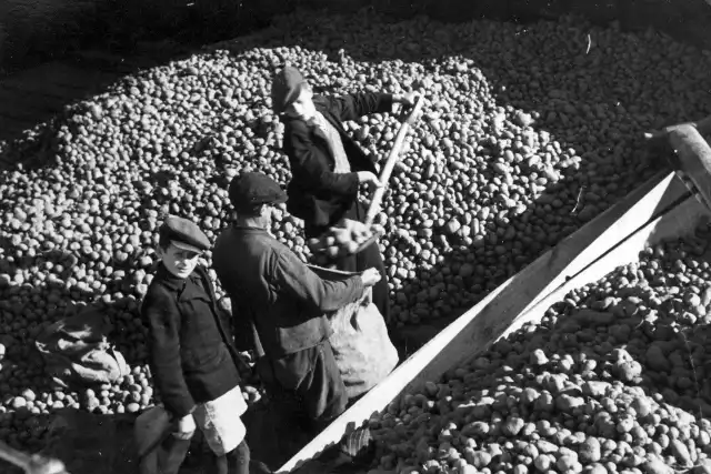 Na początku powstania ziemniaki gotowano dla powstańców. Z biegiem czasu sięgano po żołędzie i jęczmień. Na zdjęciu widać napełnianie worków ziemniakami w punkcie w dystrykcie lubelskim w latach 1939-1945.