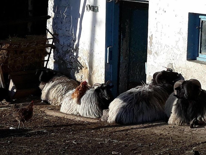 Jawornik. Trzy owce i baran szukają nowego domu. Kto je przygarnie?