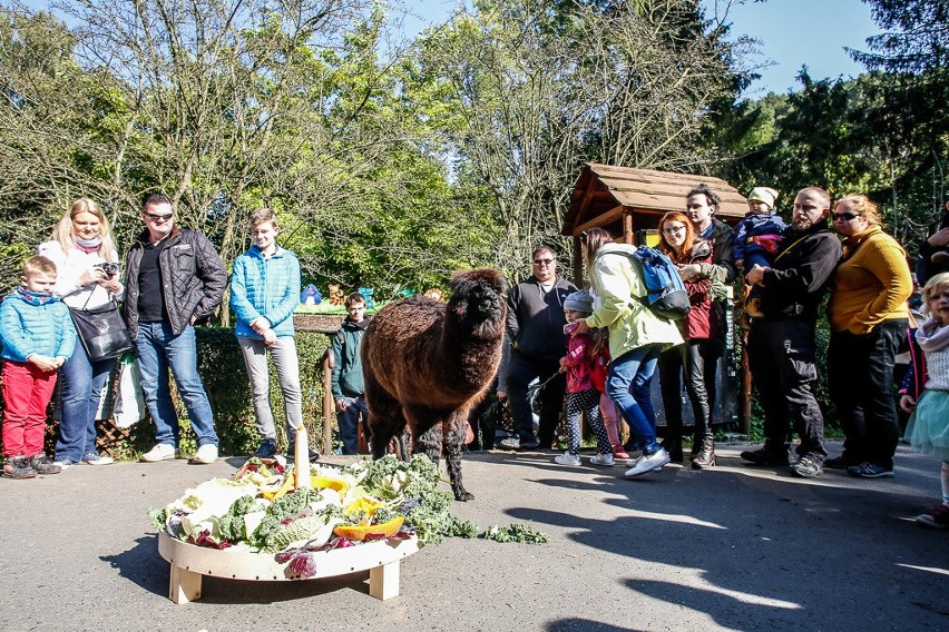 Urodziny Gabrysi, alpaki z gdańskiego zoo [WIDEO]