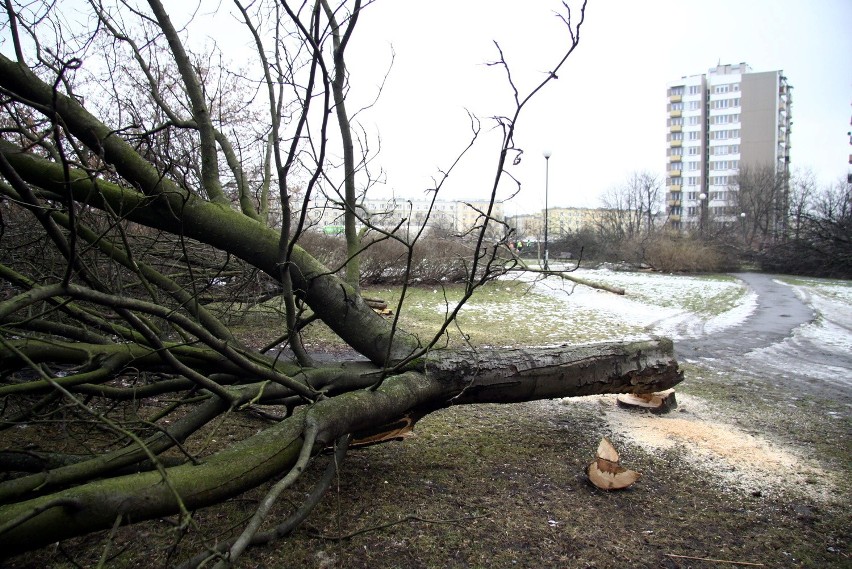 Wycinka drzew na Bronowicach