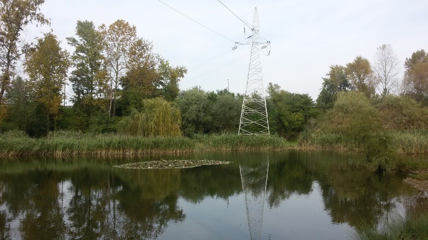 Sosnowiec: mieszkańcy Zagórza i Środuli bawią się na pikniku przy Górce Środulskiej [ZDJĘCIA]