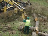 W Głogowie zdrowe modrzewie poszły pod topór