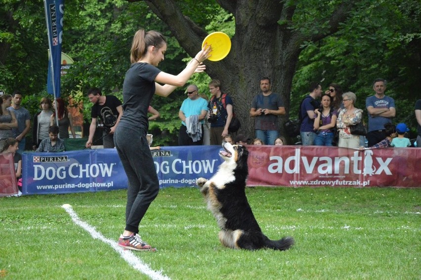 Zawody dogfrisbee czyli Dog Chow Disc Cup 2016 w parku...