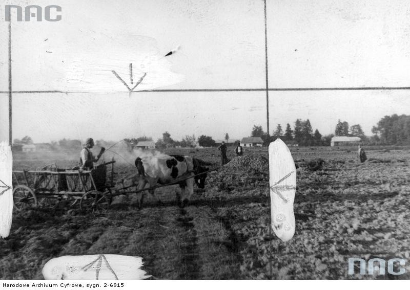 Rolnicy zwożą wykopane ziemniaki z pola, 1942 r.