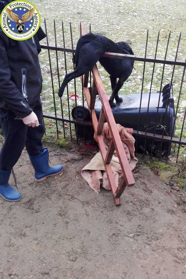 Aleksandria pod Częstochową: Pies nabił się na ogrodzenie po wystrzale petard DRASTYCZNE ZDJĘCIA