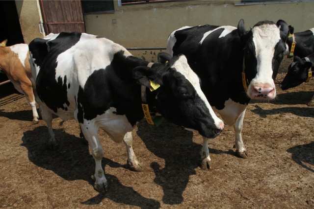 Wielkopolskie krowy produkują coraz więcej mleka. Ich wydajność życiowa rośnie