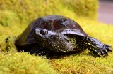 Bardzo rzadki i chroniony polski żółw błotny stoi na krawędzi zagłady. Na wolności żyje nie więcej niż kilkaset sztuk