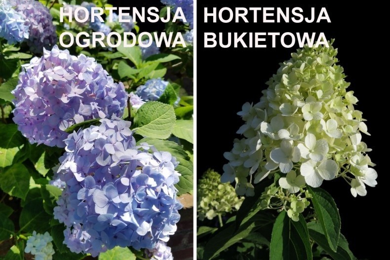 Hortensje ogrodowe mają kuliste kwiatostany o różnych...