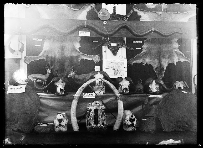 Trofea afrykańskie z 1934 r., z przodu nosorożce...