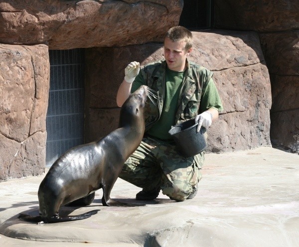 Ogród Zoologiczny jest jednym z kandydatów konkursu. Na zdj. uchatka kalifornijska Tania z opiekunem Maciejem Kempą.