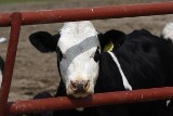 Obrońcy praw zwierząt z Krynicy szukają nowego domu dla… dwóch krów. Wcześniej wiele wycierpiały 