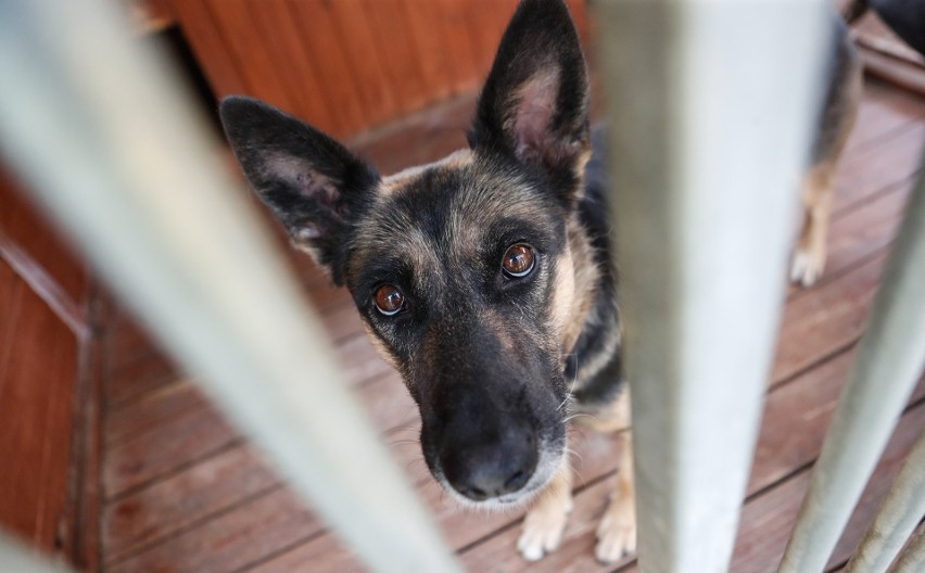 Pieski w schronisku Kundelek w Rzeszowie czekają na adopcje.