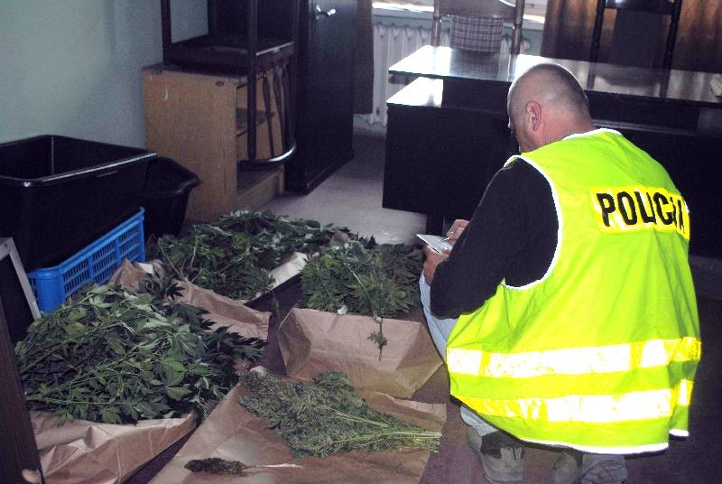 Hodowla marihuany ukryta w pomidorach. 21-letniemu właścicielowi grozi do 10 lat więzienia