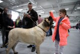 800 psów z całej Polski na wystawie w Targach Lublin (ZDJĘCIA, WIDEO)
