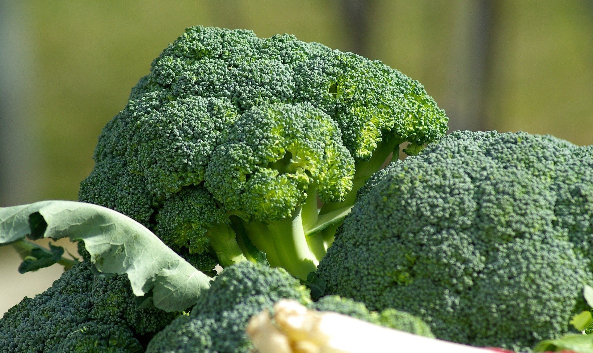Brokuł – jakie ma właściwości, ile kalorii dostarcza i jakie są jego  wartości odżywcze? Jak gotować brokuły i dlaczego warto je jeść? | Strona  Zdrowia