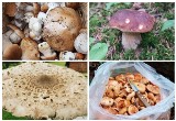 Małopolska mapa grzybów. Sezon na prawdziwki, kanie, koźlaki a nawet rydze. Gdzie na grzybobranie w lasach Beskidu Wyspowego i Sądeckiego?