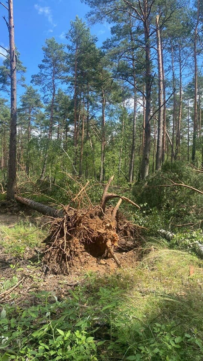 Nie wejdziesz do lasu po wichurze. Zakaz wstępu do lasu wydało Nadleśnictwo Kościerzyna [2.07.2022 r.]