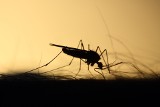 Te owady nas gryzą i żądlą. Sprawdź, gdzie można je spotkać i jakie choroby przenoszą. Jak się przed nimi bronić?