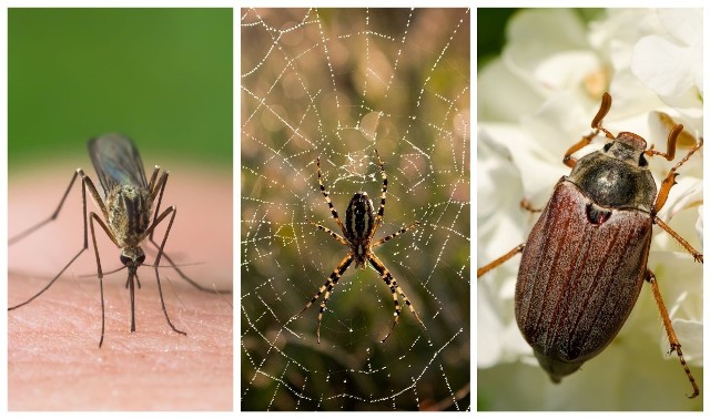 Świat owadów i pająków jest zaskakujący, a ich życie płciowe obfituje w dziwaczne, nieraz perwersyjne praktyki. Niekiedy samce muszą się mocno natrudzić, aby osiągnąć cel. Niektóre owady dają prezenty wybrance, inne po stosunku potrafią skonsumować amanta - tak czynią samice modliszek, które czasami pożerają żywcem swoich partnerów podczas zalotów lub kopulacji, jeszcze inne owady muszą pokonać rywala. Zobaczcie w naszej galerii wyjątkowy świat owadów!