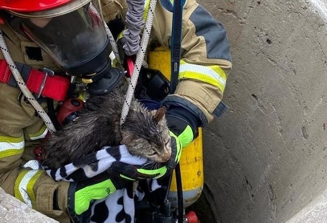 By dostać się do kota strażacy użyli technik alpinistycznych
