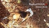 Zaskakujący zwrot w sprawie martwego psa beagle. Zwierzę nie zostało skatowane?