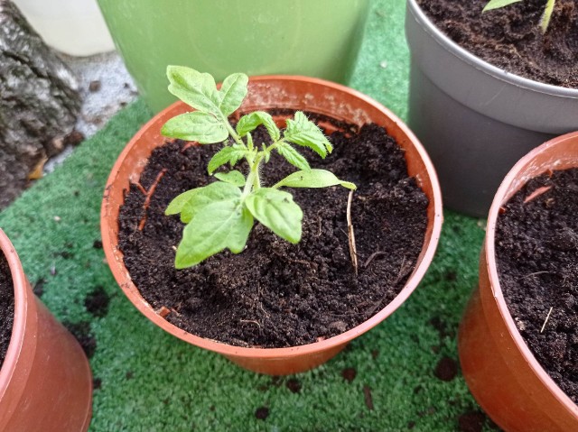 Pomidory i papryka to rośliny ciepłolubne. Rozsady przygotuj w marcu i kwietniu, ale do gruntu wysadzaj w maju.