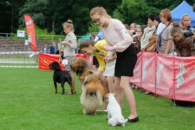 Psy i ich właściciele rywalizują o wiele prestiżowych nagród.