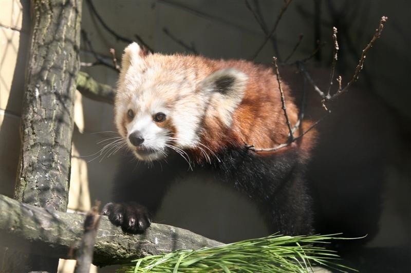 Nowa panda ruda w Opolu