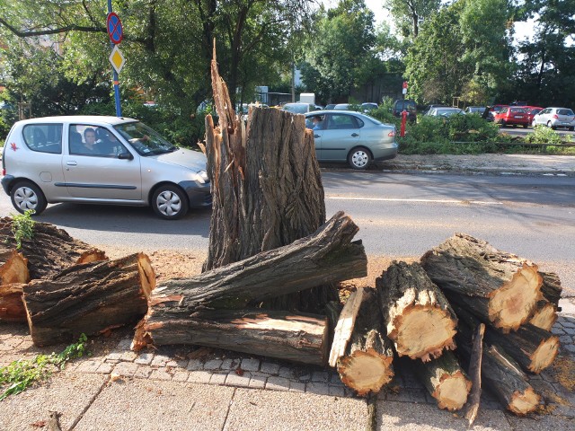 Powalone drzewo na ulicy 1 Maja.