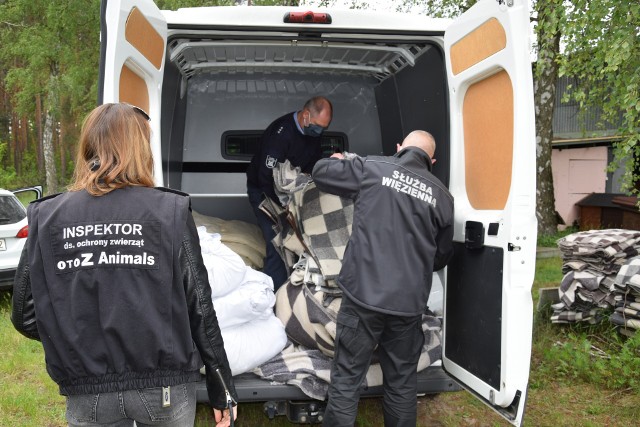 Koce i materace od Zakładu Karnego w Sierakowie Śląskim trafiły do OTOZ Animals w Lublińcu.Zobacz kolejne zdjęcia. Przesuwaj zdjęcia w prawo - naciśnij strzałkę lub przycisk NASTĘPNE