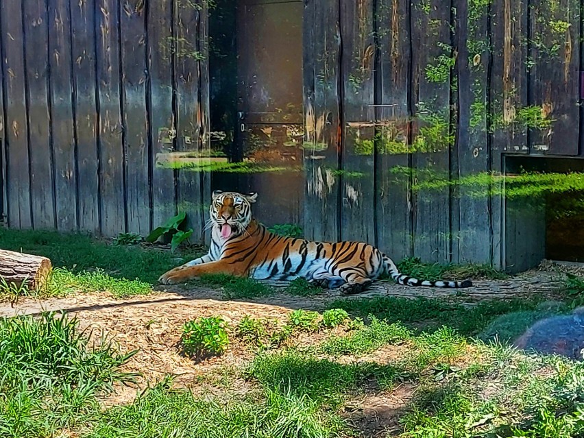 Śląski Ogród Zoologiczny świętował Światowy Dzień Tygrysa. Z...