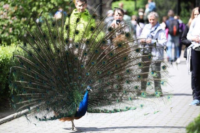Krakowskie zoo to jedno z najpopularniejszych miejsc rekreacyjnych wybieranych przez Małopolan