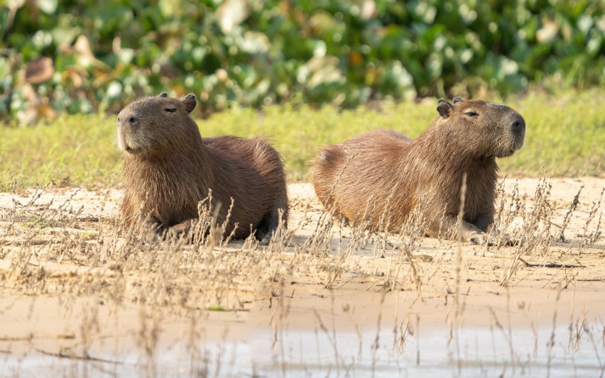 Kapibary są gatunkiem stadnym i nie mogą przebywać w...