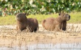 Gdzie w Polsce zobaczyć kapibary? W tych ogrodach zoologicznych spotkasz sympatycznego gryzonia