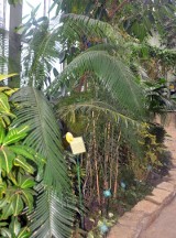 W łódzkiej palmiarni rośliny znane z Biblii [zdjęcia]