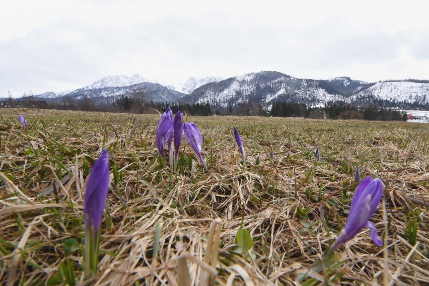 Zakopane. Pojawiły się już pierwsze krokusy [ZOBACZ FIOLETOWE CUDA]