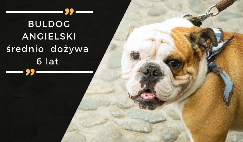 Buldogi angielski to dość popularne psiaki. Jednak osoby,...