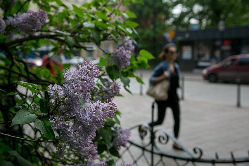 Kraków. Wiosna na dobre zagościła w mieście. Planty wyglądają pięknie! [ZDJĘCIA]