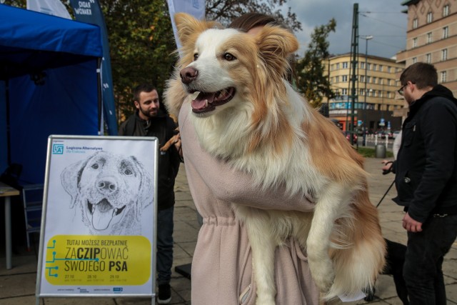 Akcja bezpłatnego chipowania psów