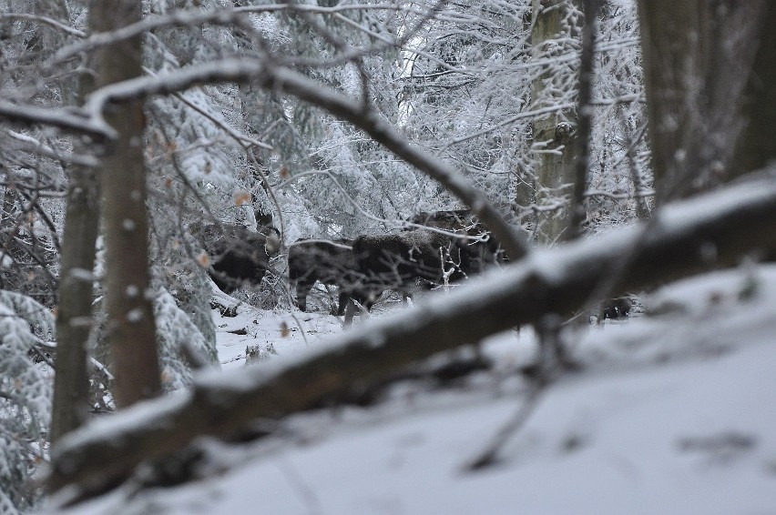 Przystanek Bieszczady Kazimierza Nóżki i Marcina Sceliny. Zima baligrodzkich żubrów