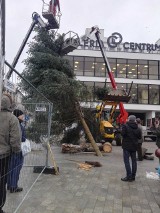 Szopka, a obok wielka, prawdziwa choinka. Lublin stroi się na święta (ZDJĘCIA)