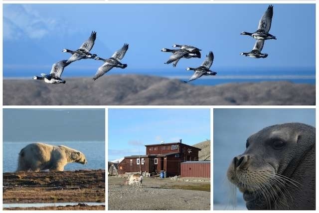 Stacja Polarna UMK znajduje się 150 metrów od brzegu Morza Arktycznego. W jej okolicy można spotkać wiele dzikich zwierząt - w tym również niedźwiedzia polarnego. 