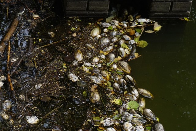 Setki martwych małży osadziły się wraz z innymi nieczystościami przy brzegach jeziora Rusałka oraz na publicznej plaży. Takiego zdarzenia nie widziano w Poznaniu od lat. Przejdź do kolejnego zdjęcia --->