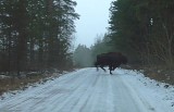 Biały Ług. Sfora bezpańskich psów polowała na żubra na Podlasiu [ZDJĘCIA, WIDEO]